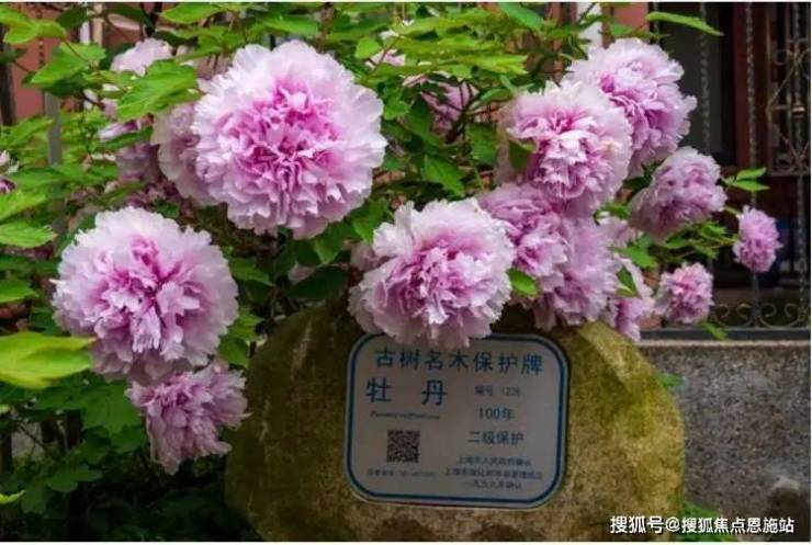 溢澤華庭二期 (上海周浦)首頁網站-2025樓盤評測_溢澤華庭二期 最新價格配套戶型丨最新房價+戶型圖+環(huán)境+配套+資訊+地鐵距離+售樓處電話+一房一價(圖10)