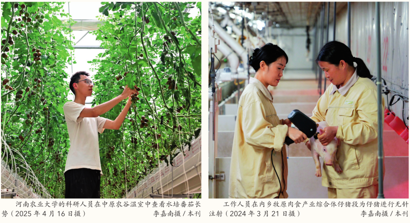 瞭望·治國理政紀(jì)事｜牢牢抓住糧食這個核心競爭力(圖5)